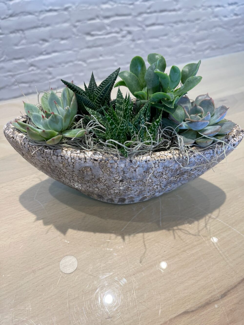 Petite Succulent Boat