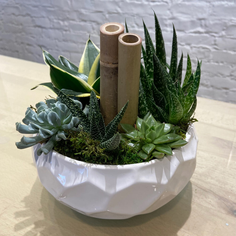 Embossed Succulent Planter