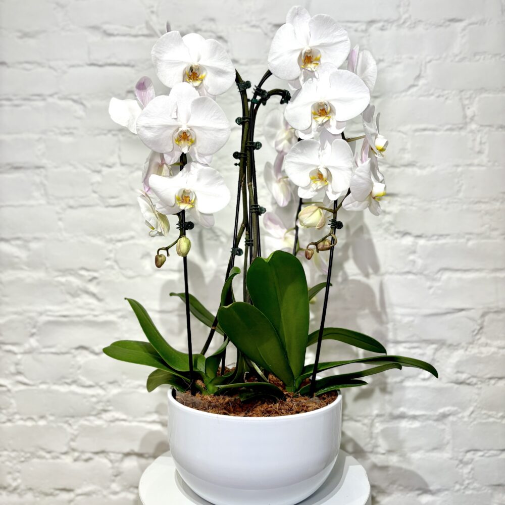 Triple Cascading Orchid Planter