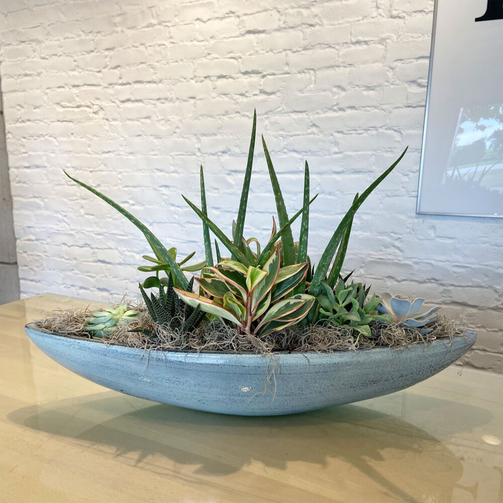 Giant Succulent Boat