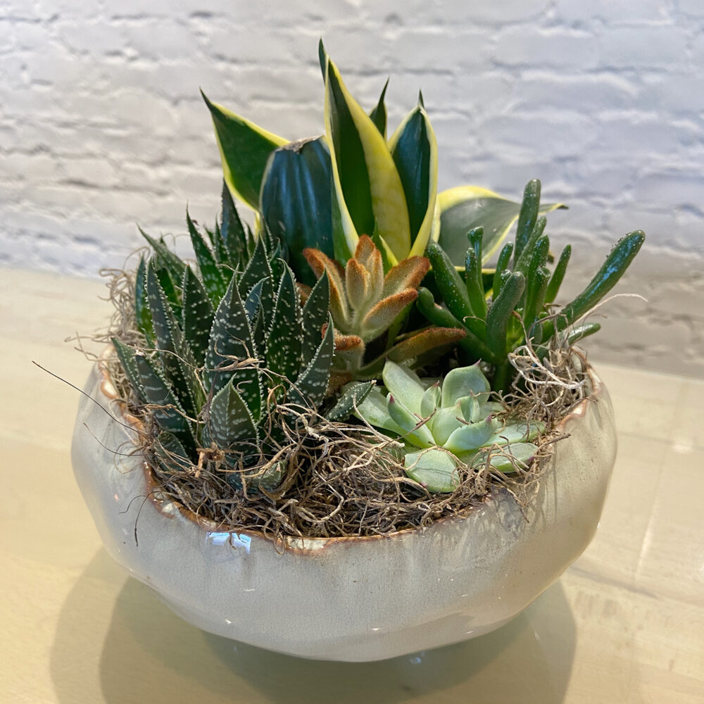 Beige Succulent Pedestal
