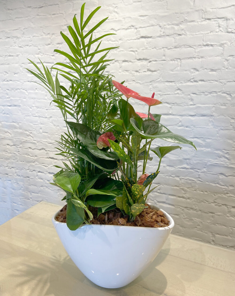 Anthurium Planter