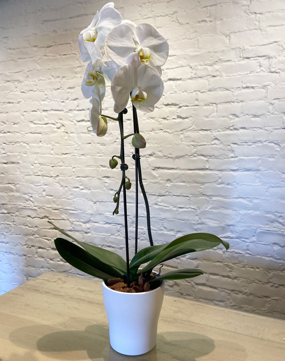 Single Orchid Planter