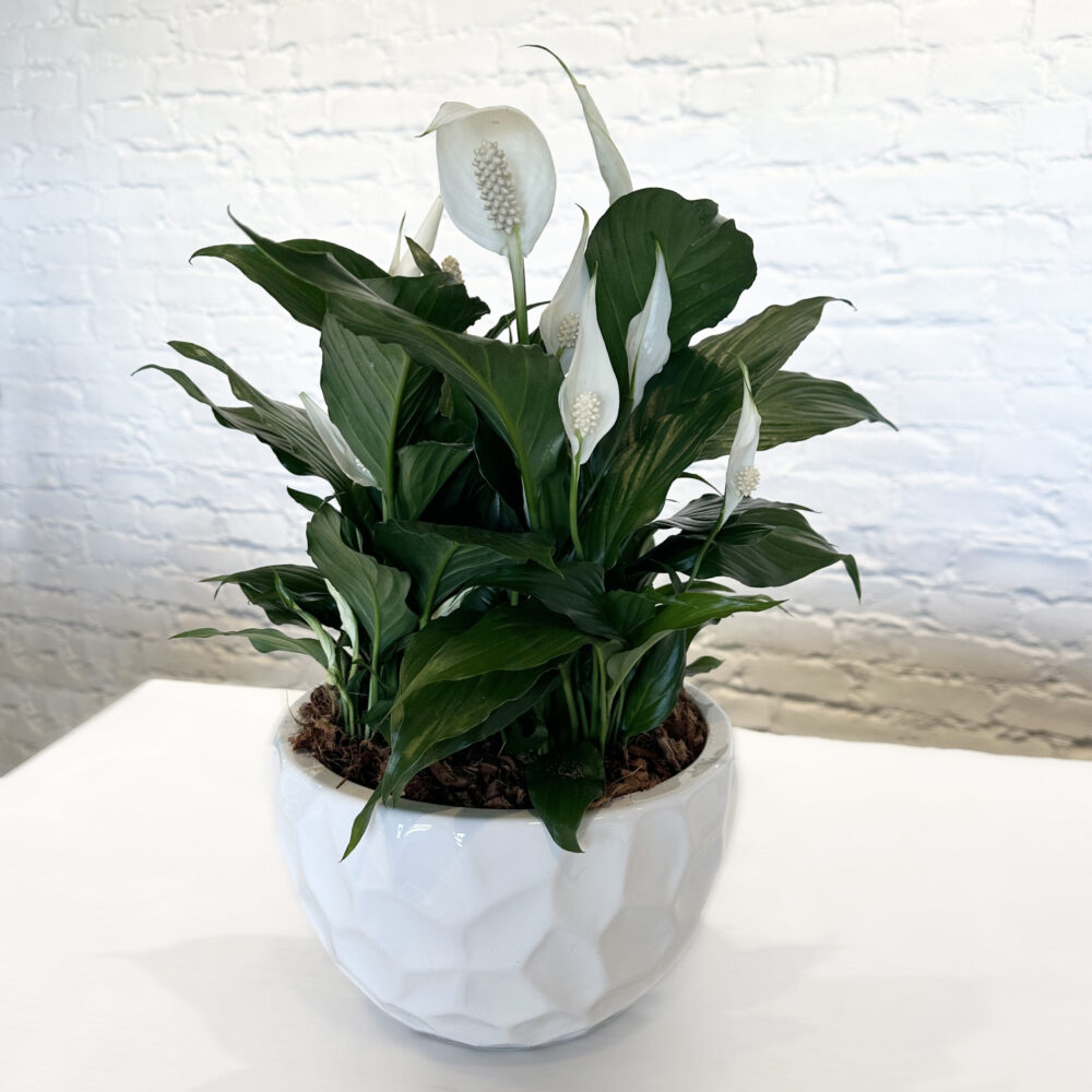 Peace Lily Planter