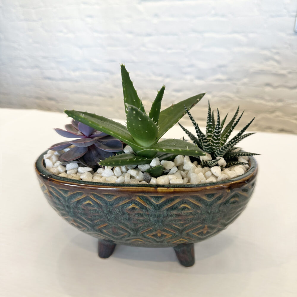 Teal Succulent Oval Pedestal
