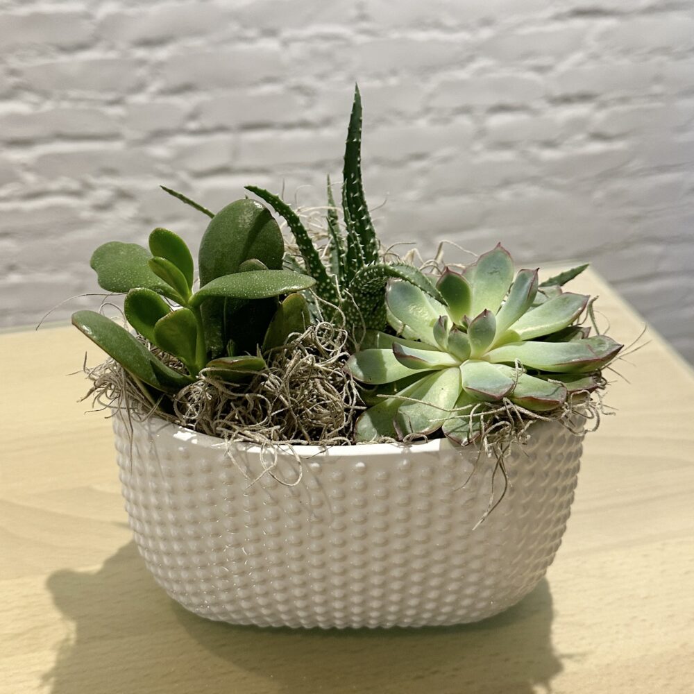 Cute Succulents