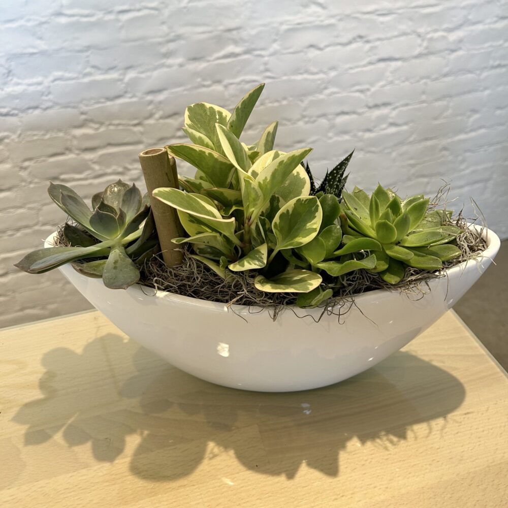 Succulent Boat - Image 2